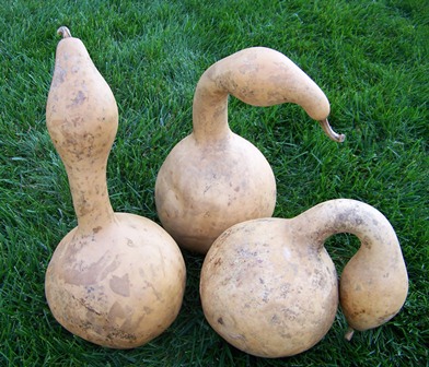 Goose Gourd (7"-9" body dia)