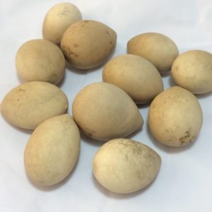 Irregular Egg Gourds Box of 100