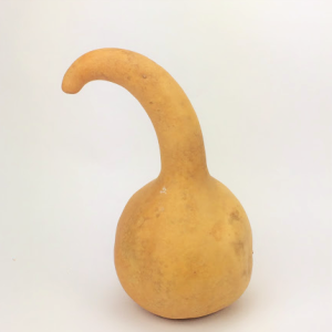 Apache Dipper Gourd, blemished