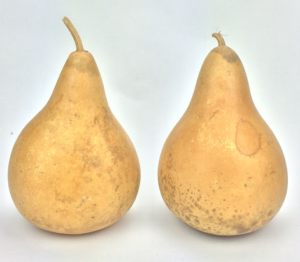 two pear shaped kettle gourds