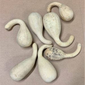 small ornamental gourds