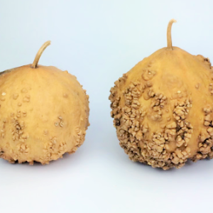 two dried warty gourds