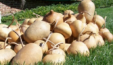 lots of dried gourds