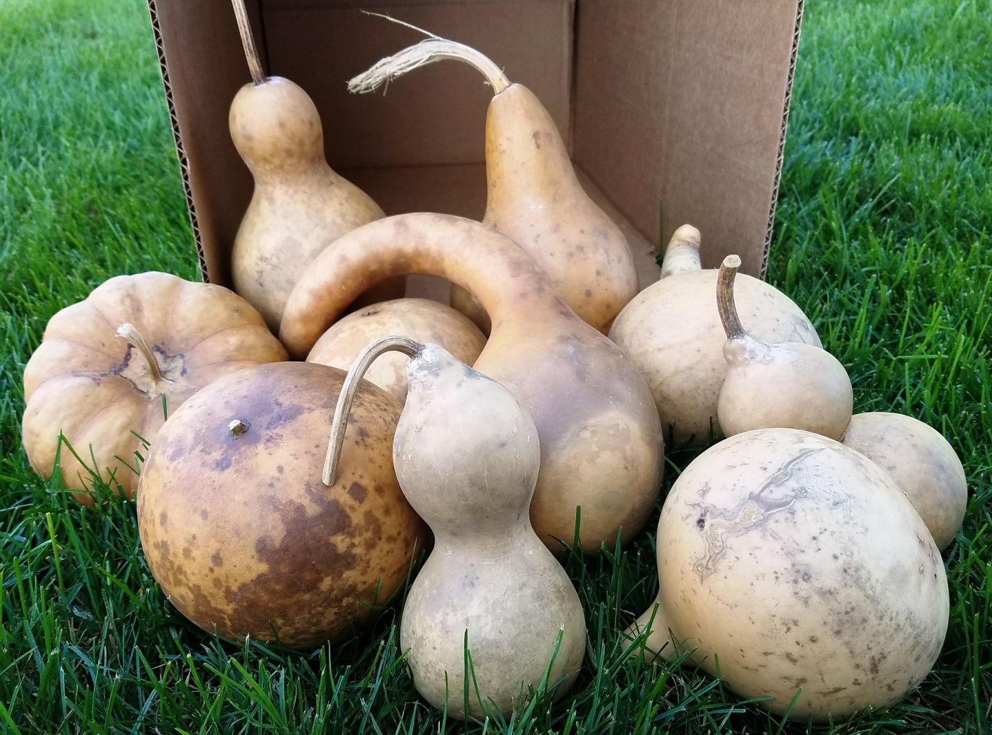 dried gourds sitting in grass