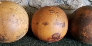 dried basketball gourd