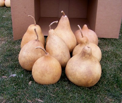 dried kettle gourds sitting in grass