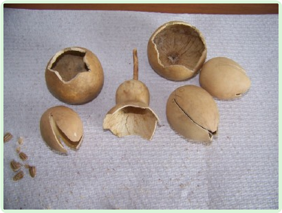 pieces of gourds made into flowers