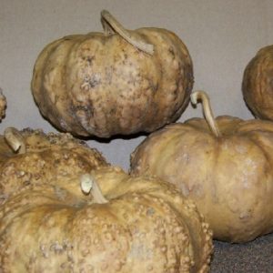 hard shelled pumpkins