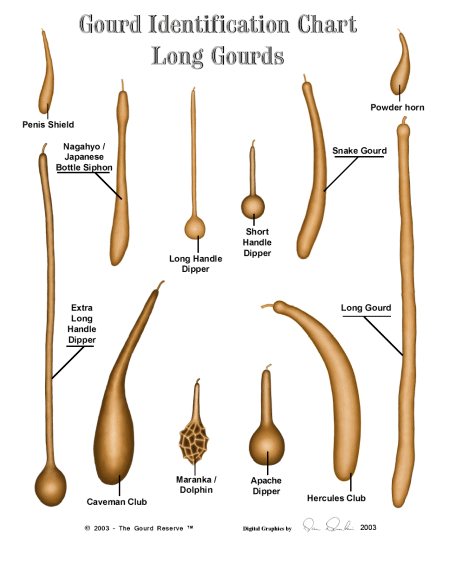 identification diagram of different varieties of long gourds