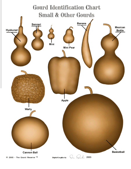 identification diagram of different gourds