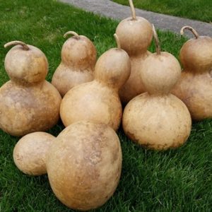 large bottle gourds