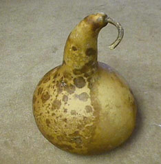 dried kettle gourd