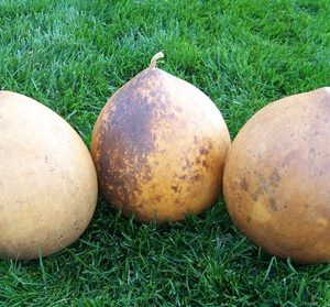 copper canyon canteen gourds