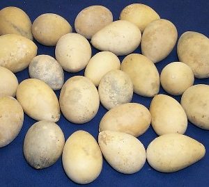 egg gourds