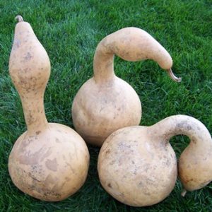 dried goose gourd
