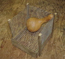 dried gourd
