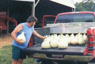 man loading gourds into a truck