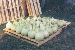 gourds on a pallet