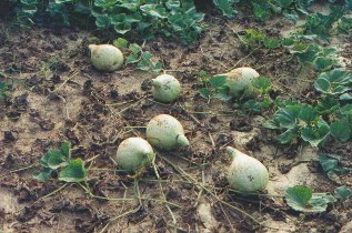 gourds growing in a field