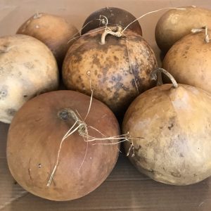 large bushel basket gourds