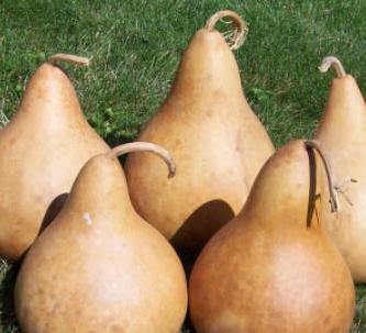 dried kettle gourds