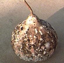 a moldy gourd