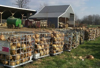bulk gourds stored outdoors in metal containers