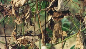 gourd vines