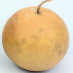 cannonball gourd