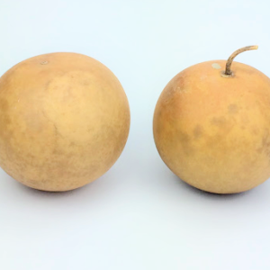 two dried cannonball gourds
