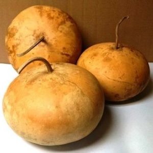 canteen gourds