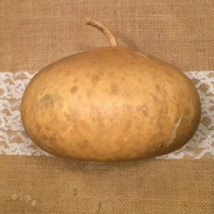 tobacco box gourd