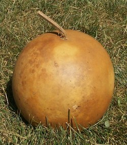 dried cannonball gourd