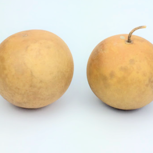 medium sized cannonball gourd