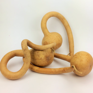 medium curly dipper gourd