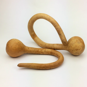 Small Curly Dipper Gourd Box of 6