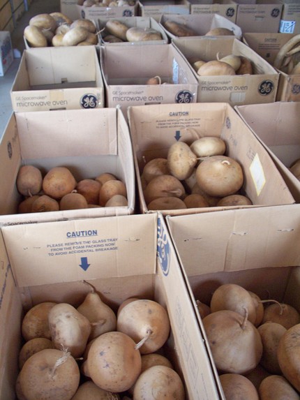 dried gourds in cardboard boxes