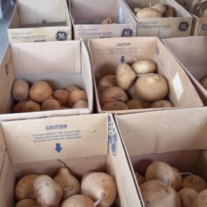 assorted gourds in a warehouse