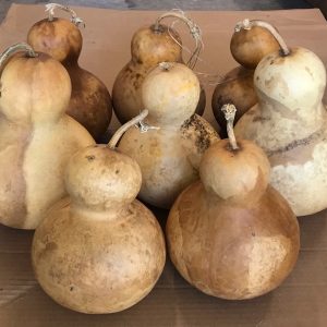 large bottle gourds