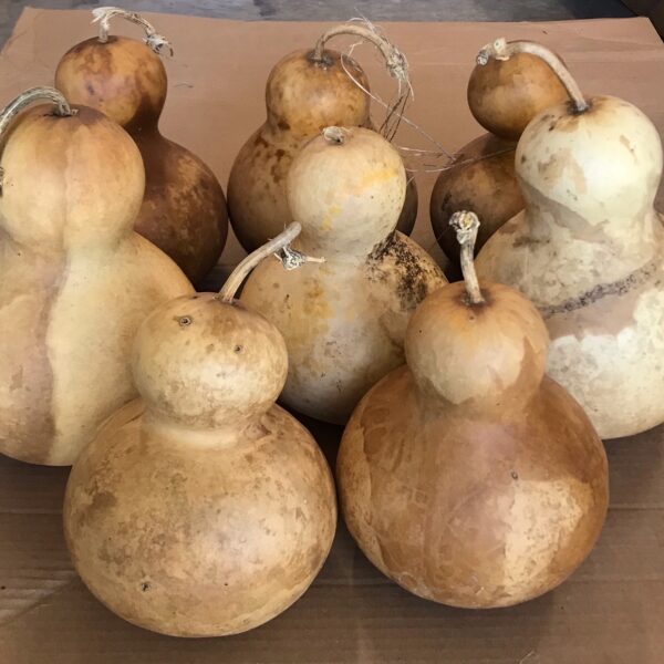 Dried Gourds for Sale Amish Gourds
