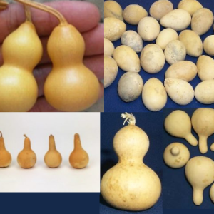 assorted mini gourds