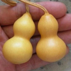 bottle shaped gourds