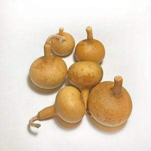 pear shaped ornamental gourds