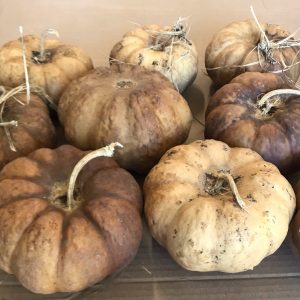 large cheese gourds