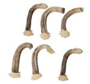 six dried gourd stems