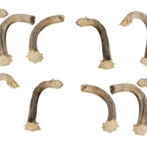 group of stems for crafting